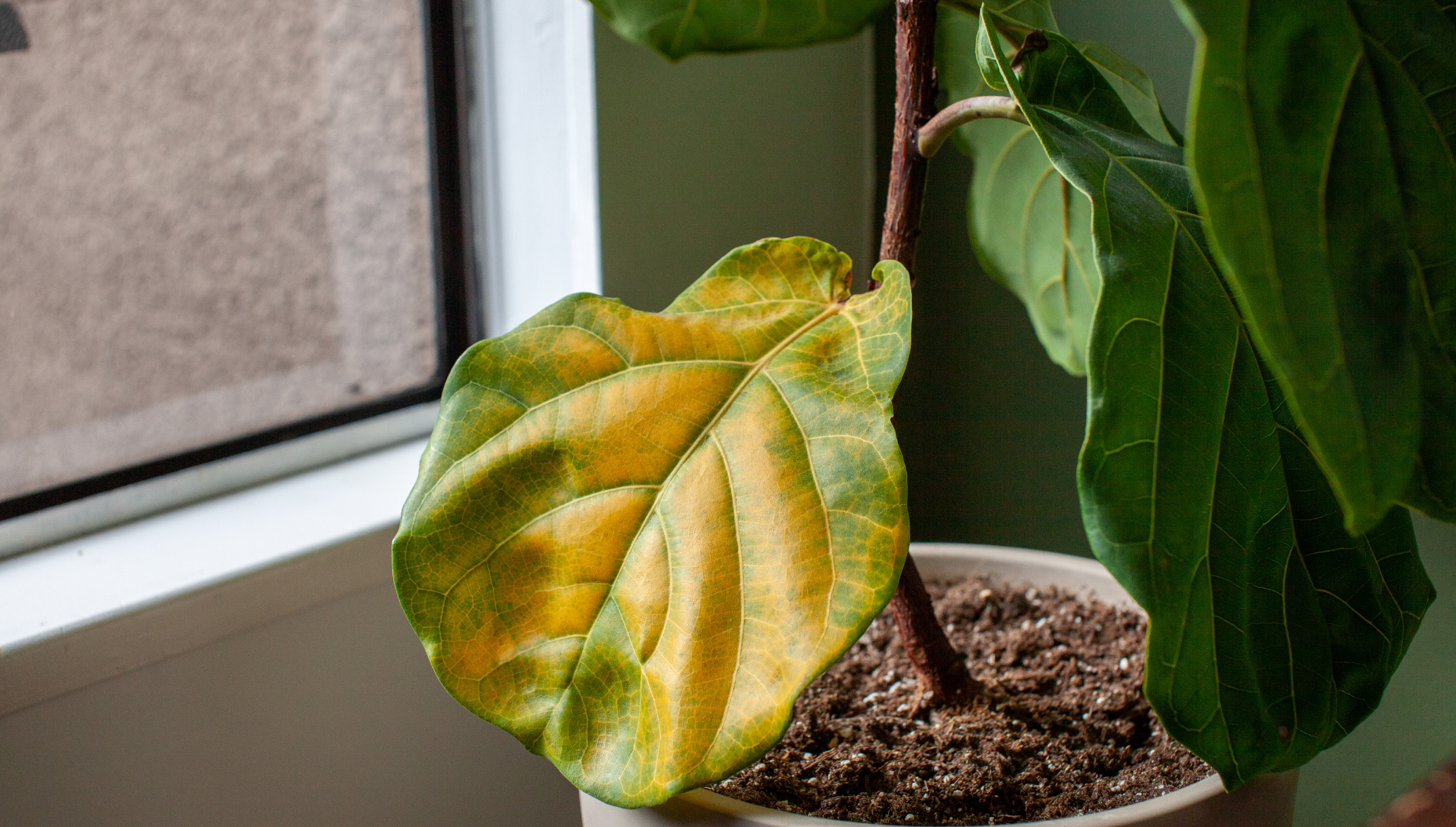 yellow leaf ficus