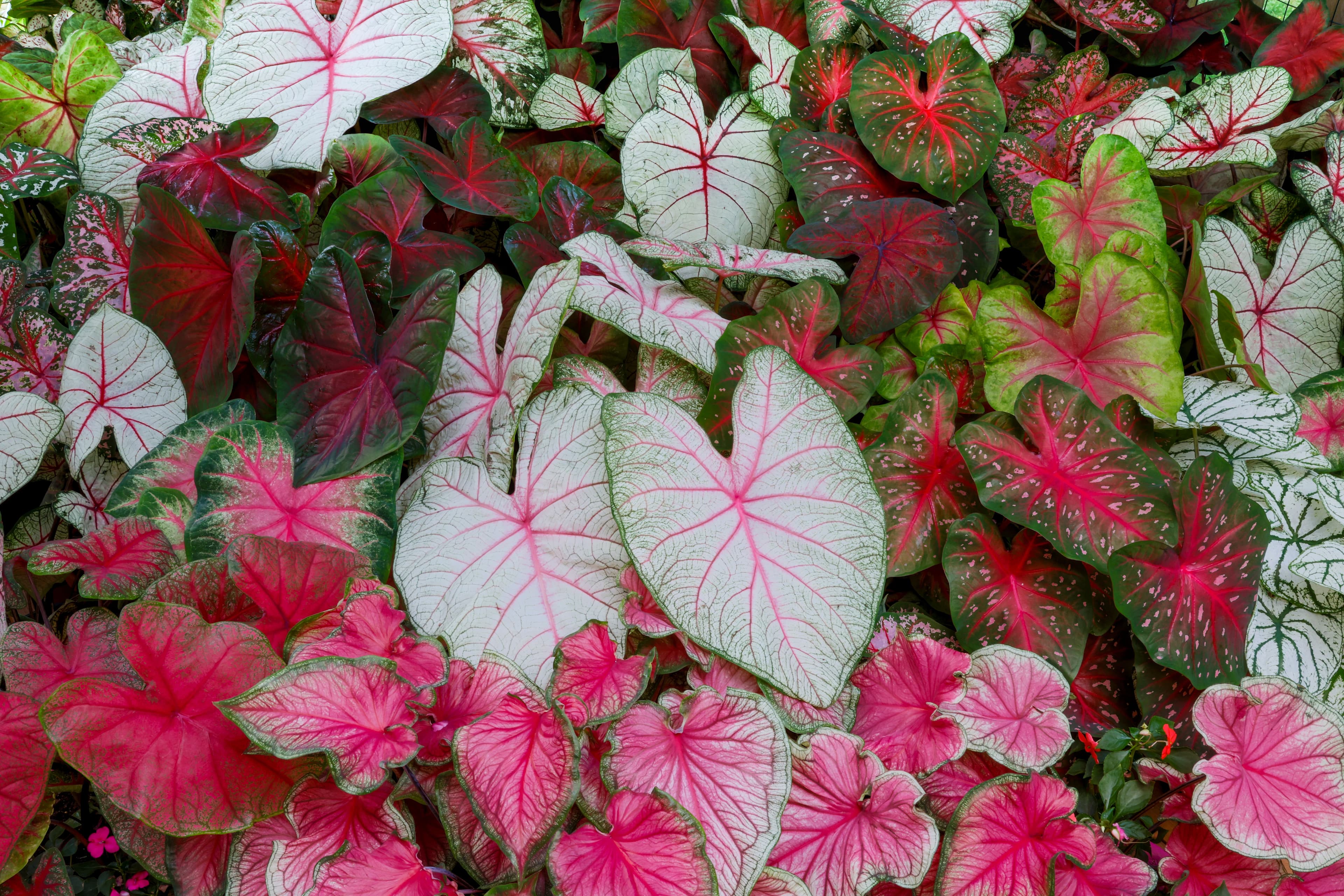Caladium varieties