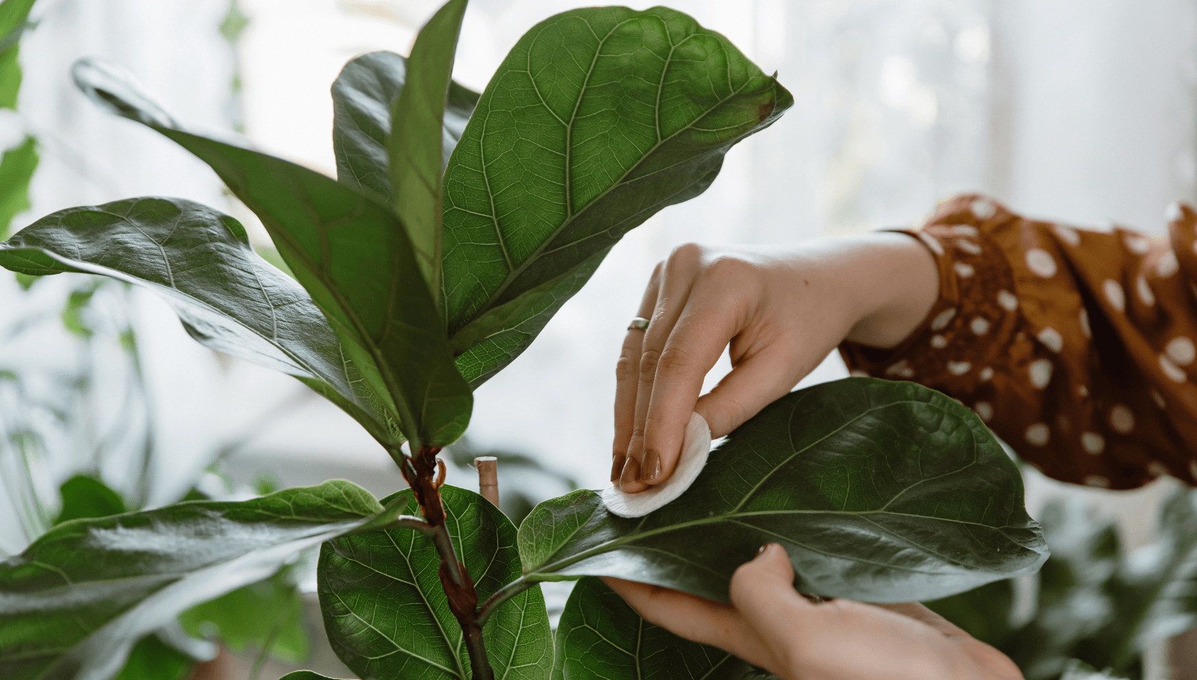 Ficus cleaning