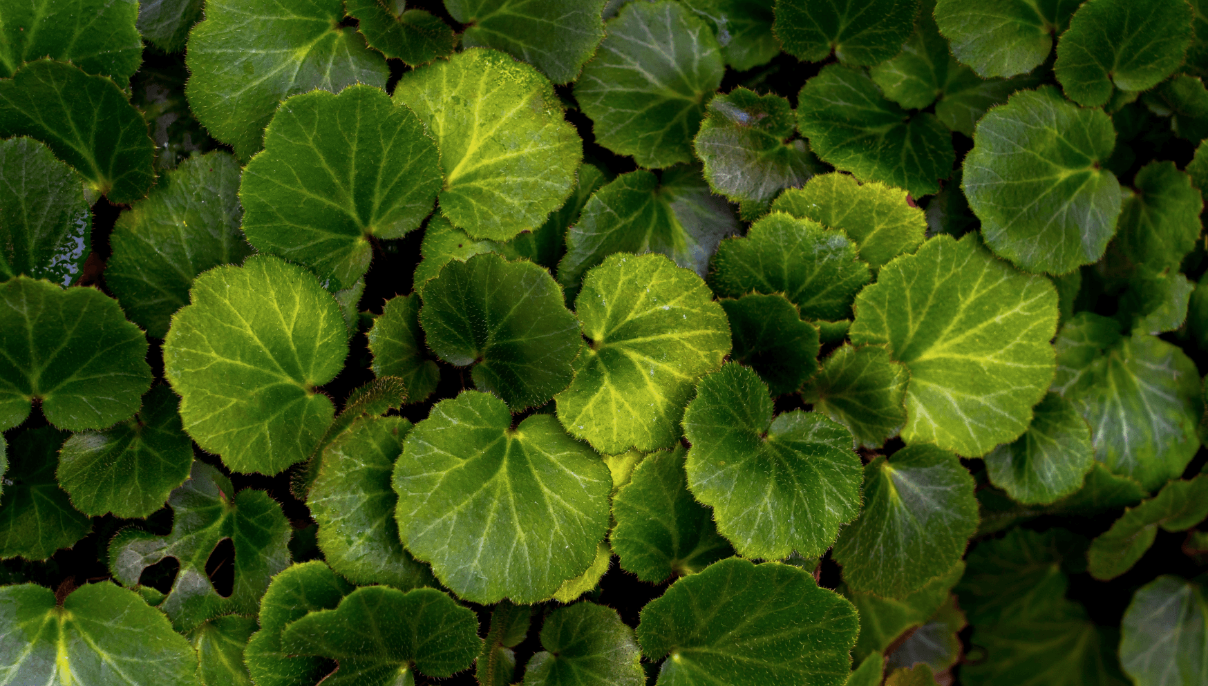 Soins du Pilea: Conseils pour des plantes florissantes