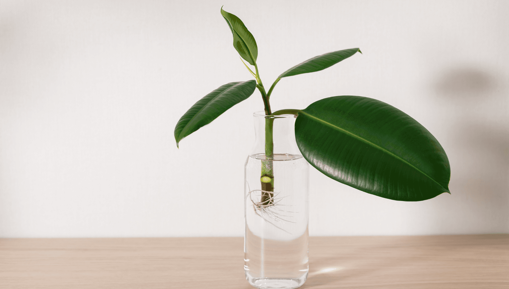 Ficus propagating