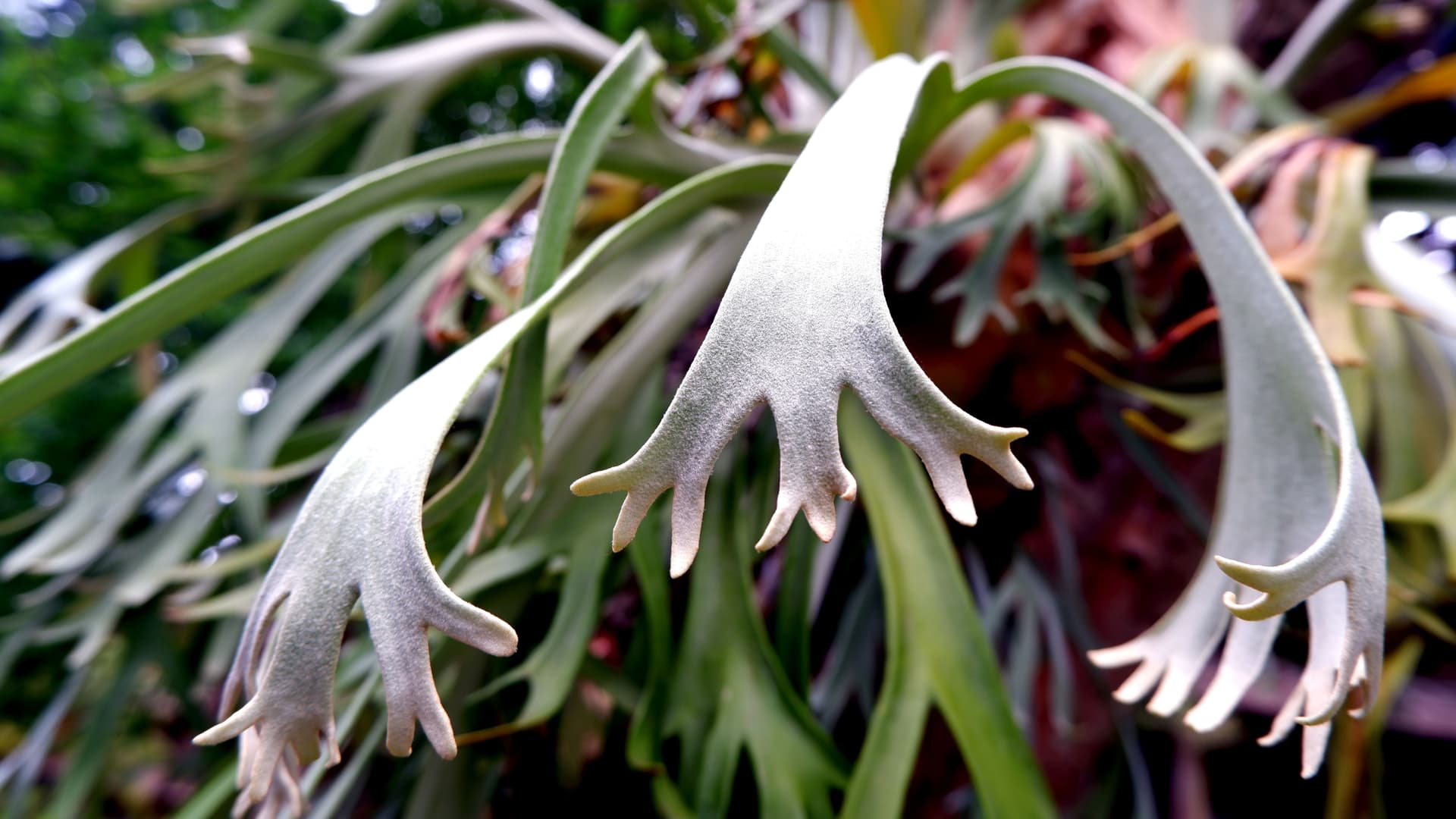 Platycerium leaves