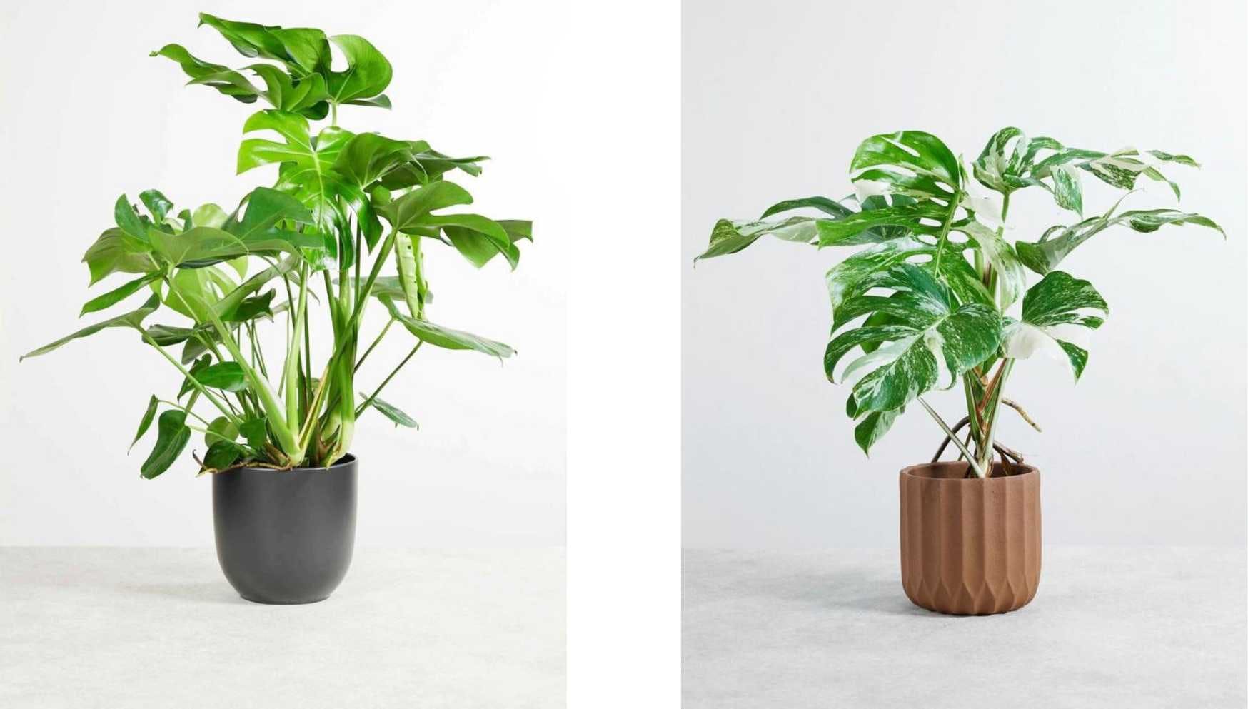 Plante d'intérieur facile : le top 5 à planter à la maison !, Leaderplant  - Actualités Pépinières Leaderplant