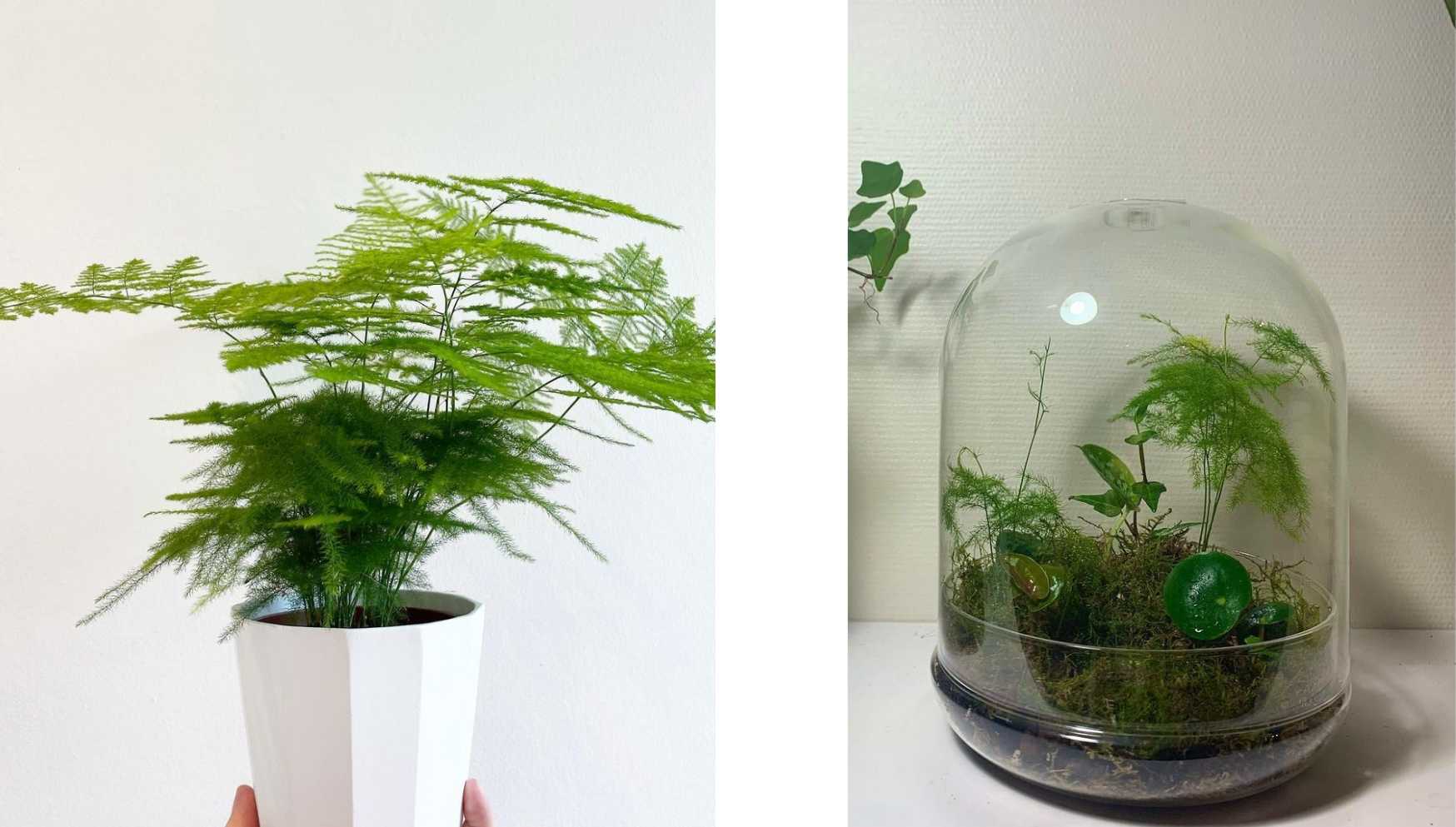 Les meilleures plantes à faire pousser dans un terrarium !