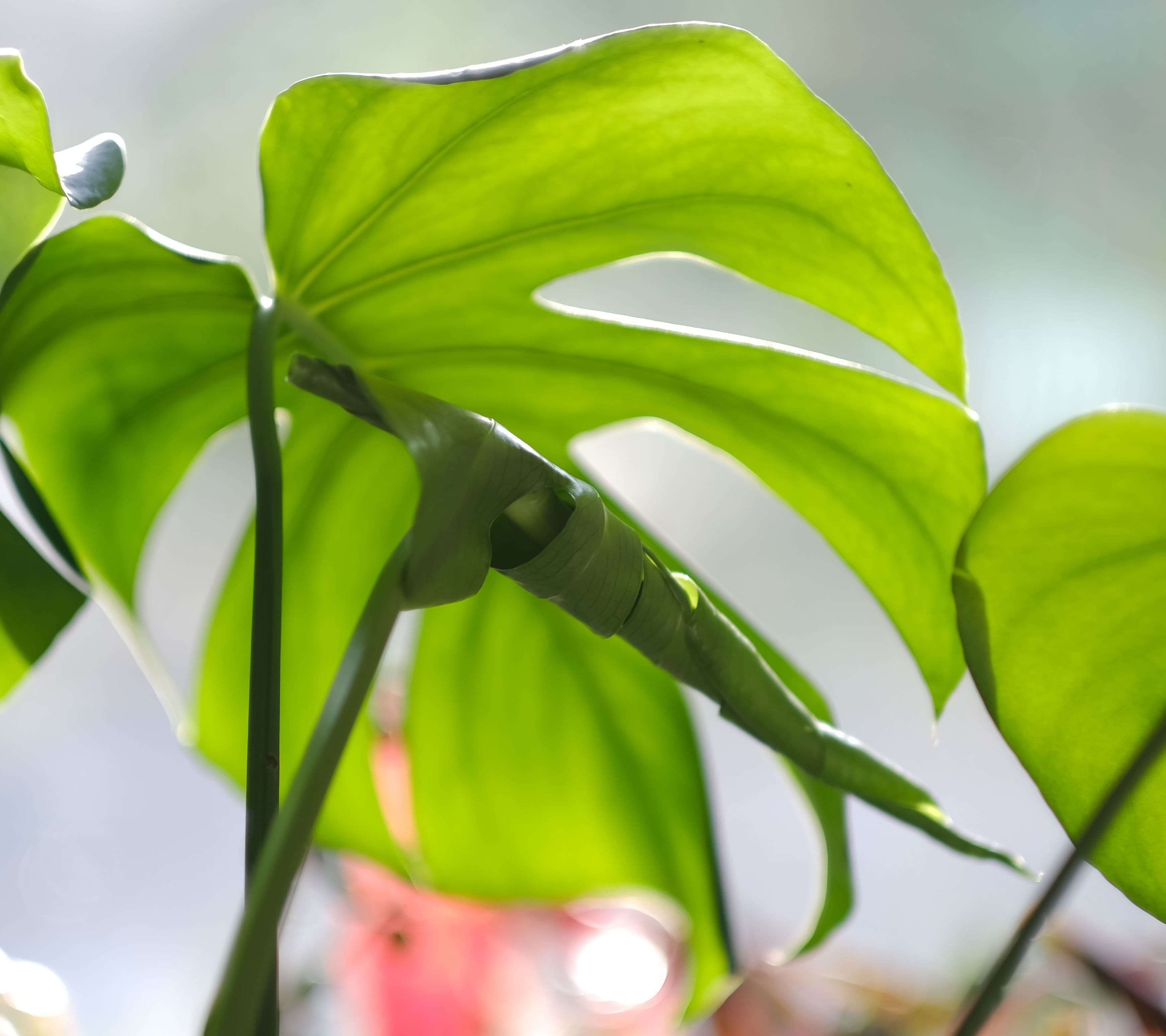 Blog banner unfurling leaves