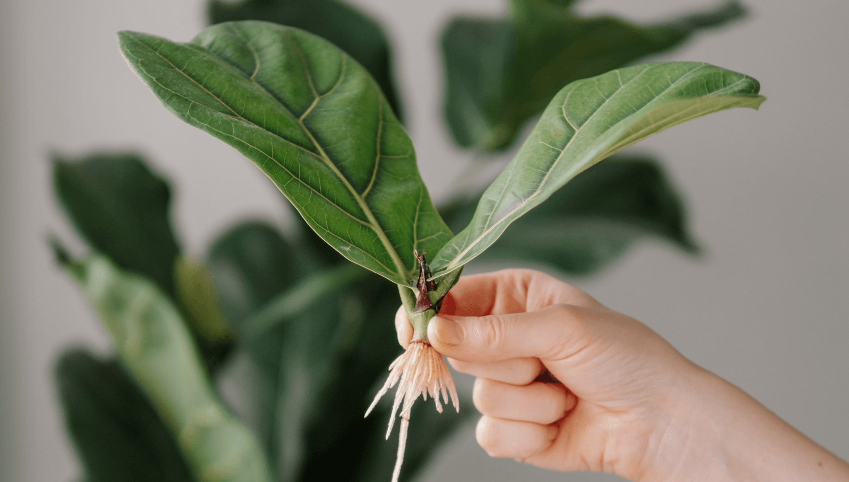 Ficus cutting