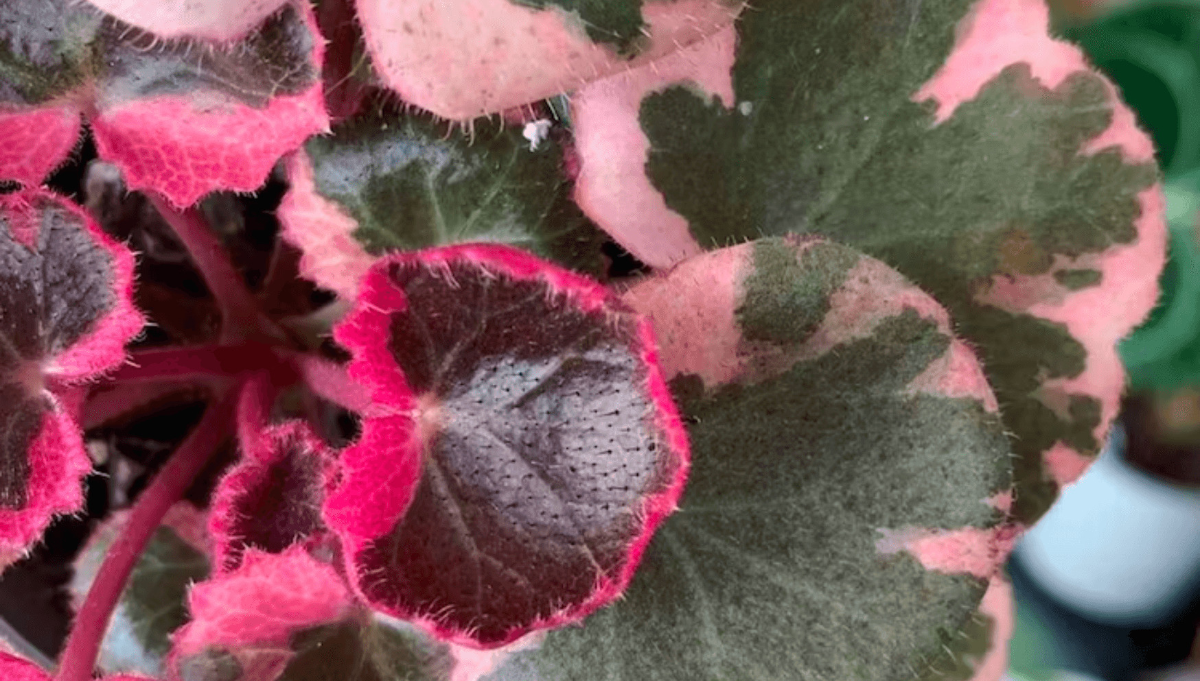 Saxifraga tricolor pink leaves