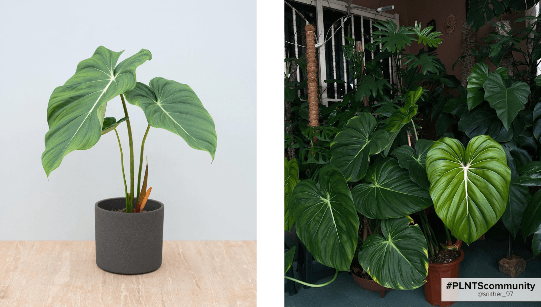 Philodendron McDowell