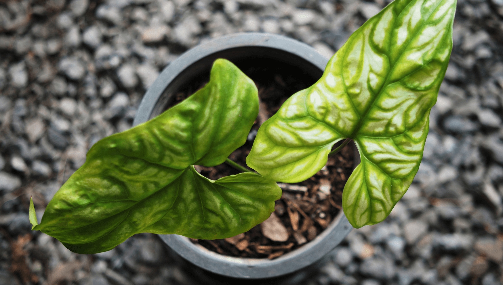 Cercestis houseplant