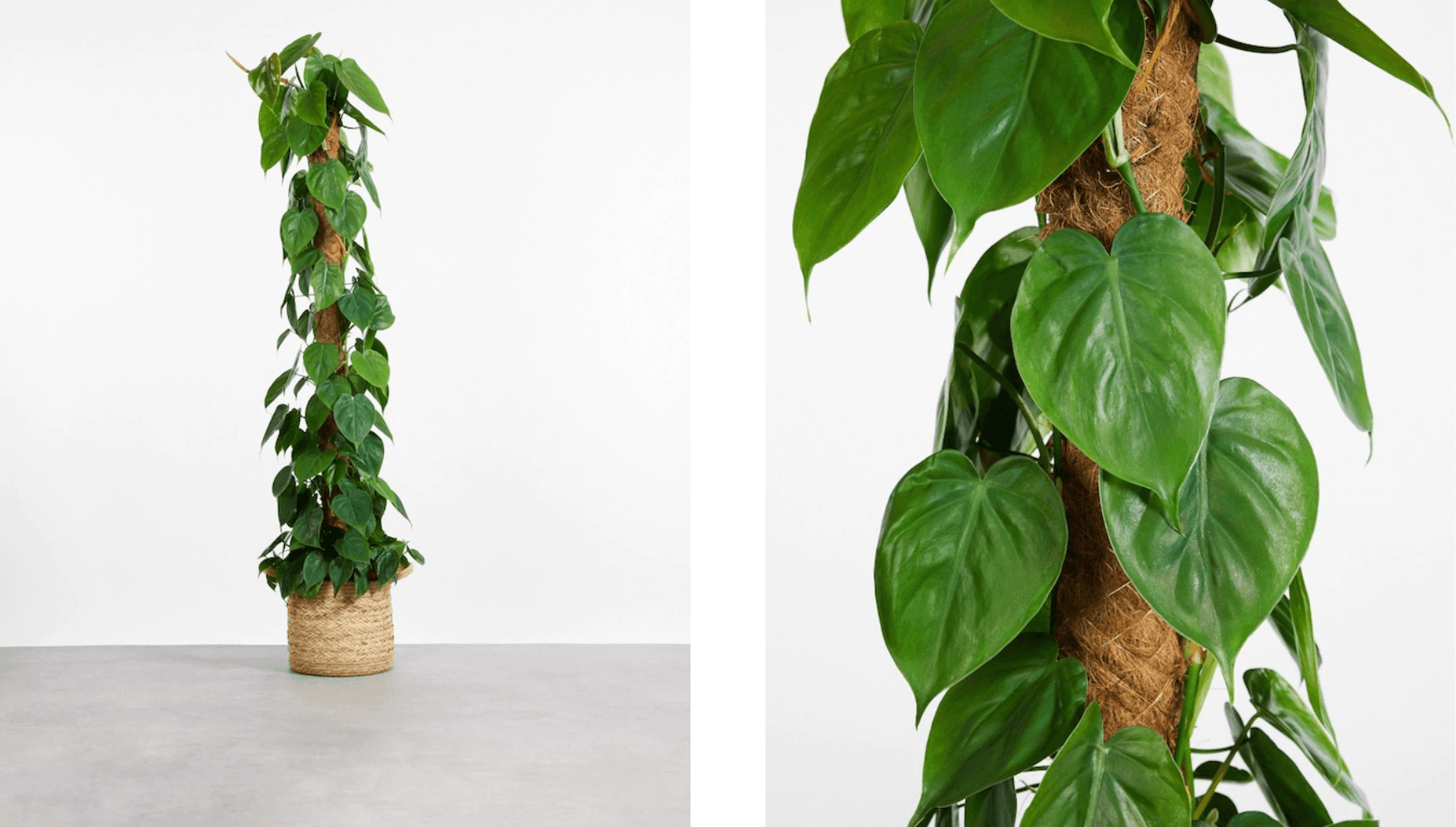 Philodendron Scandens