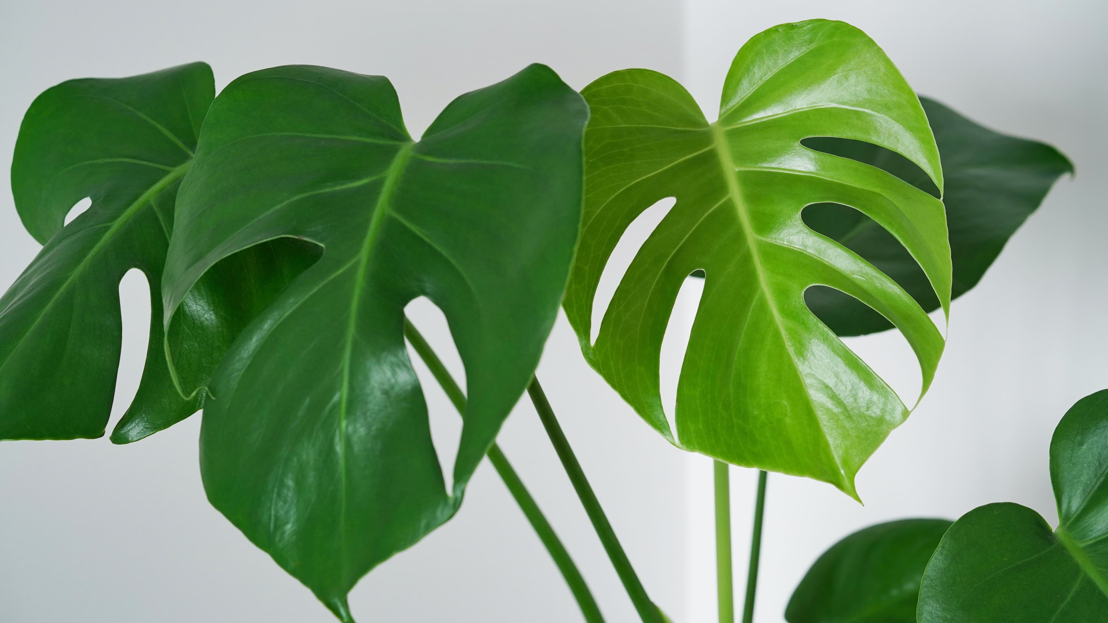 How to Care for a Monstera Plant, aka the Swiss Cheese Plant