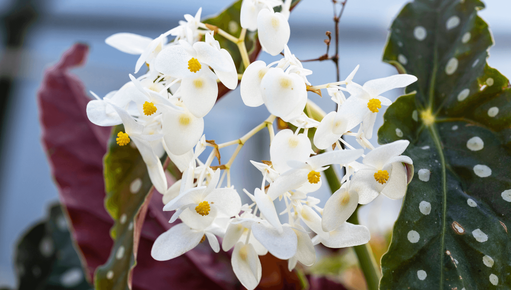 Begonia flowers