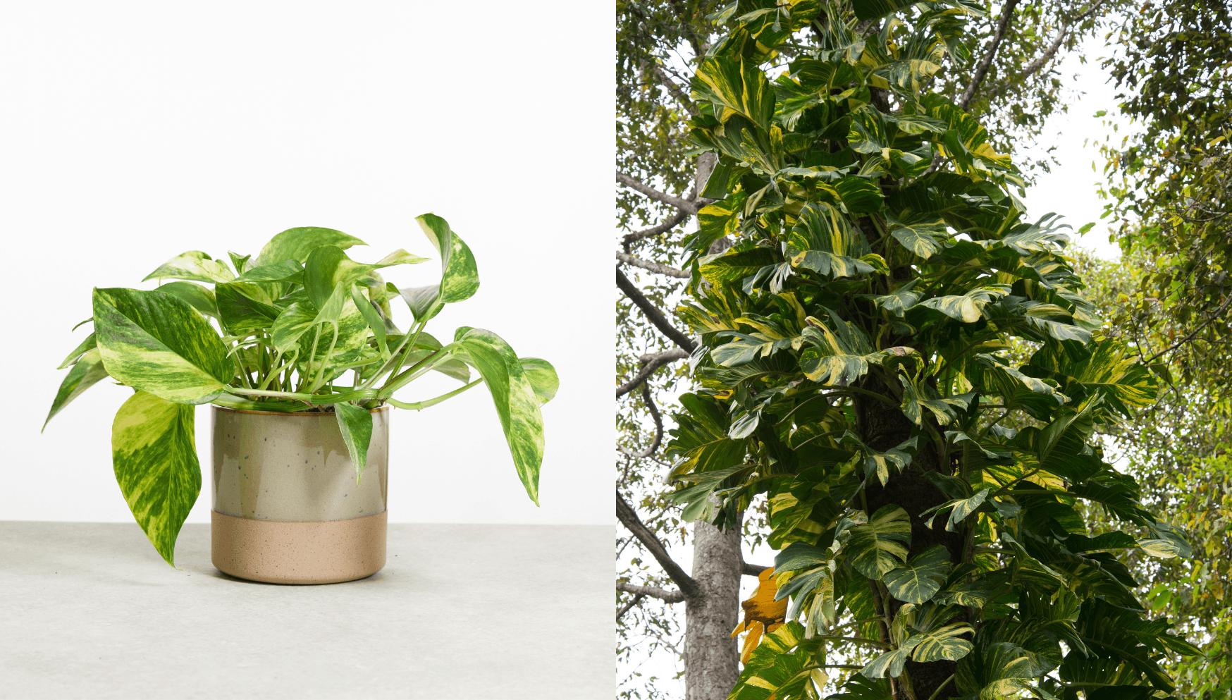 Golden pothos.png