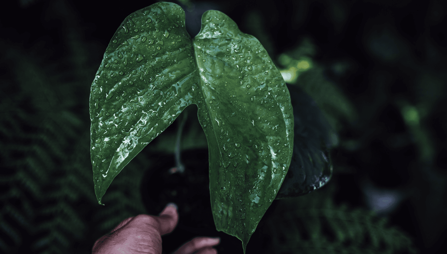 Watering amydrium