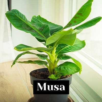 Musa - care tips
