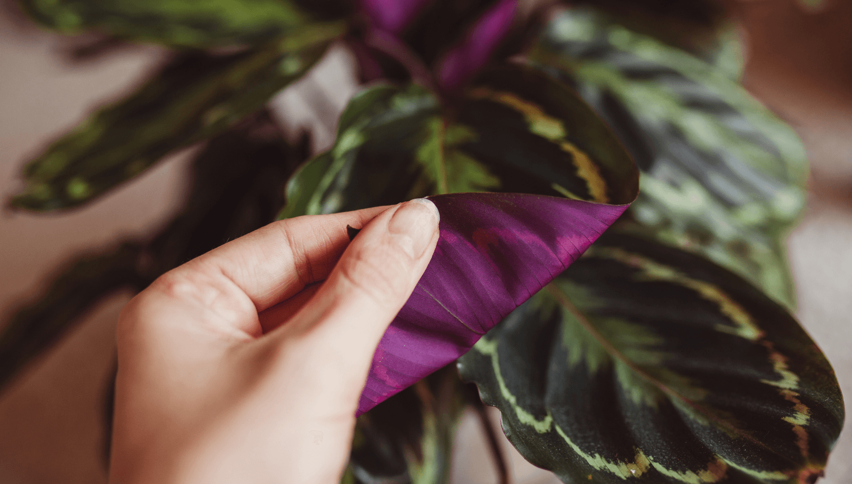 Calathea leaves