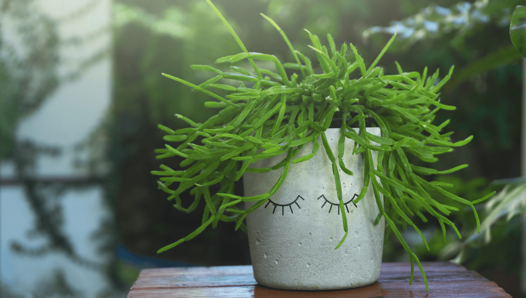 Rhipsalis in pot