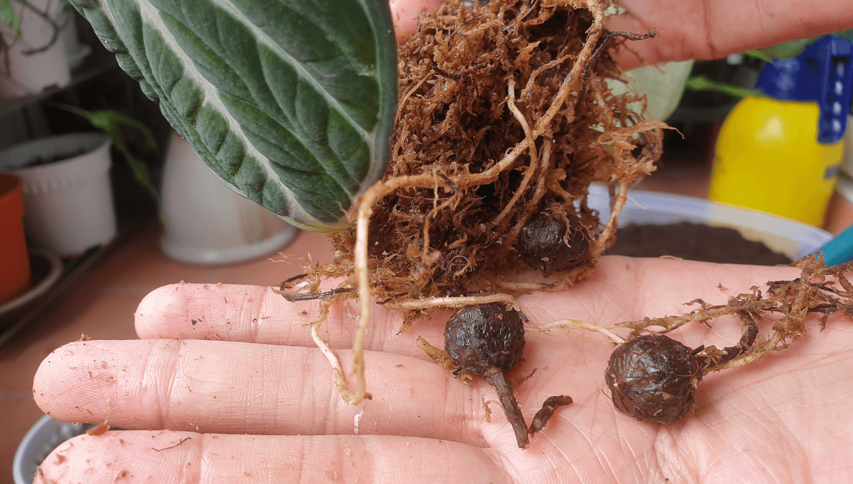 Alocasia propagating bulbs