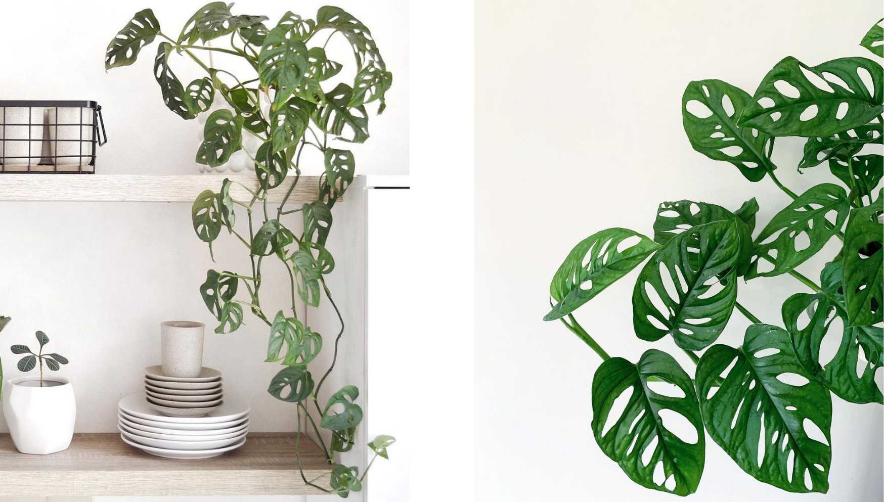 Monstera Standleyana - Piante vere tropicali da appartamento