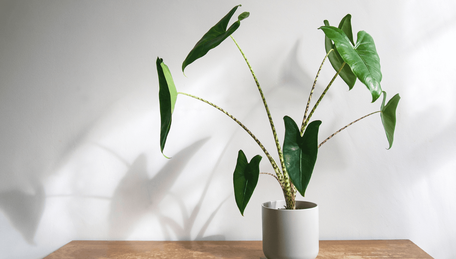 Alocasia Zebrina