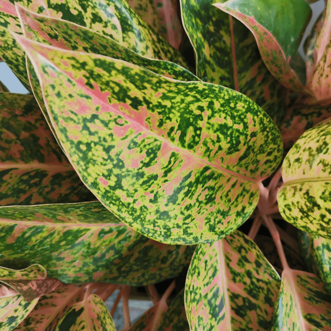 Aglaonema