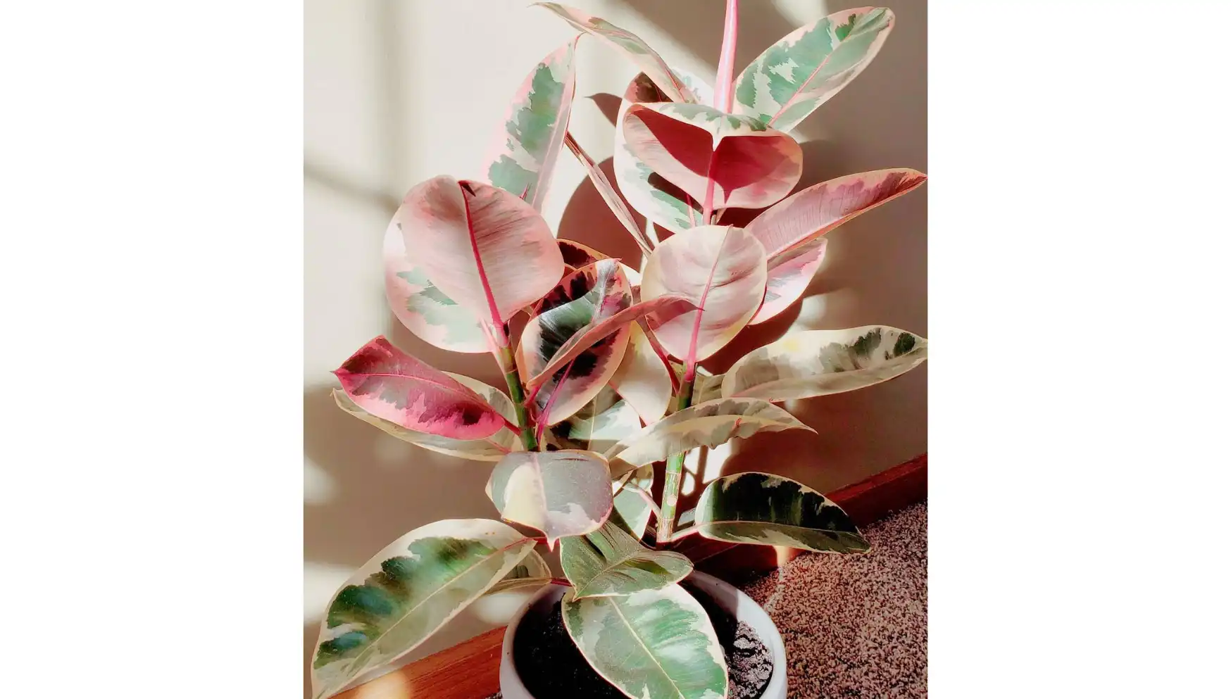 Pink Rubber Plant – GreenParadiseLive