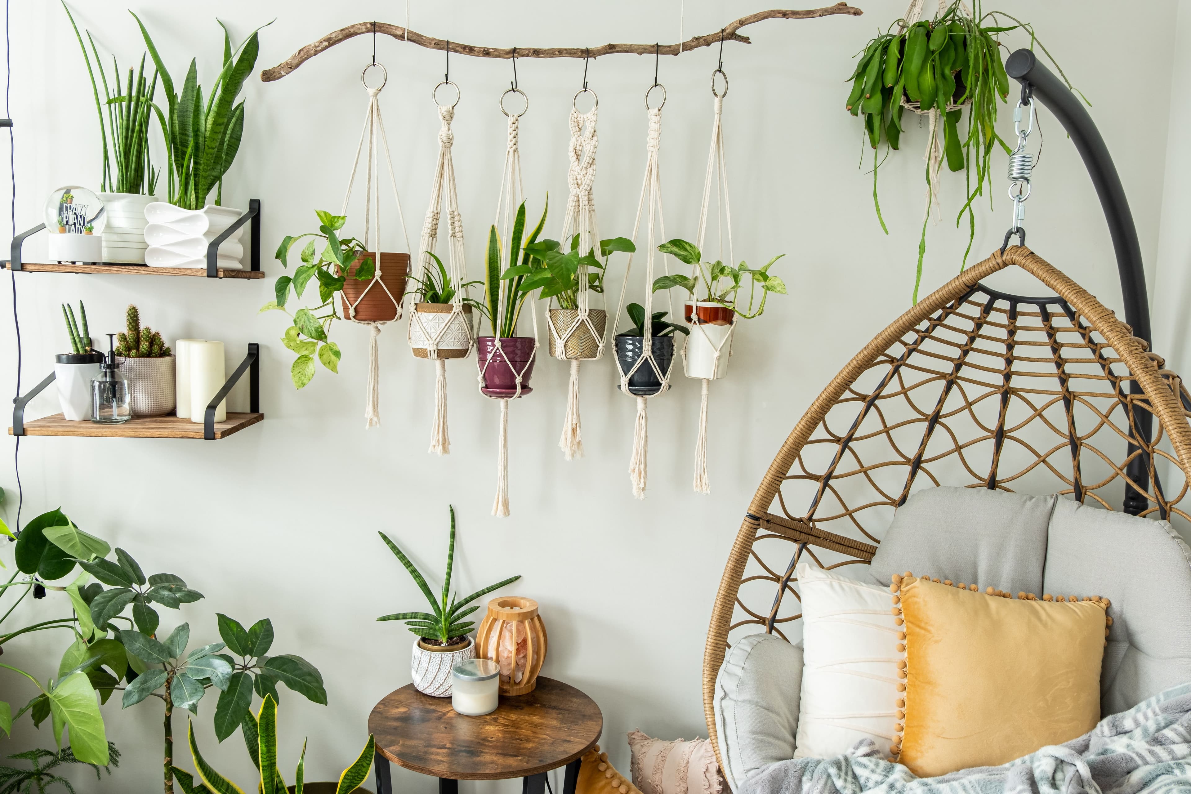 Top 10 hanging plants in 2024