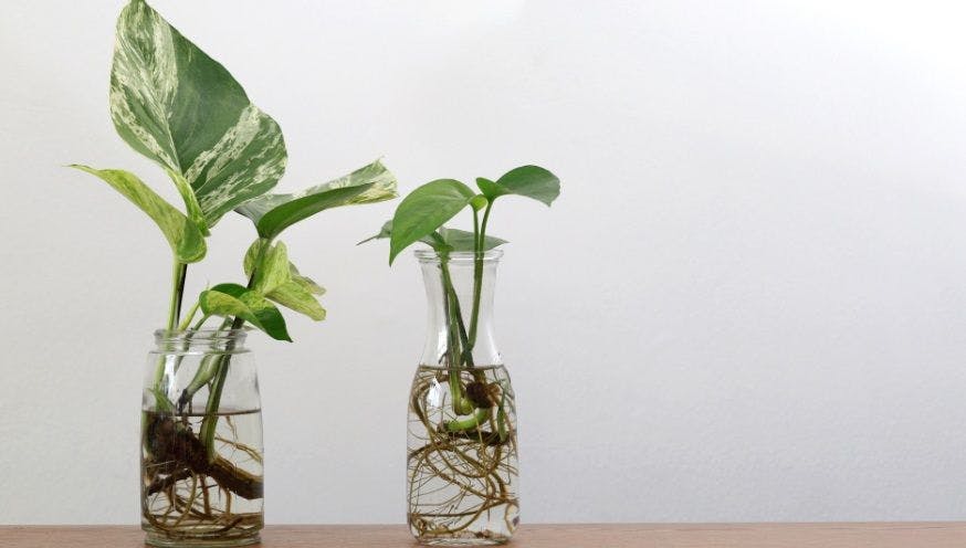 Guide de la propagation estivale: les secrets d'une multiplication réussie  des plantes d'intérieur
