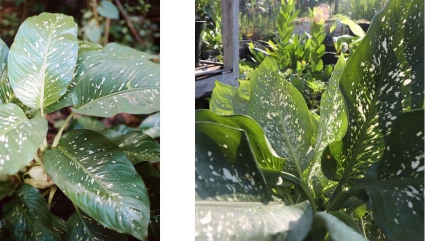 # dieffenbachia.jpg