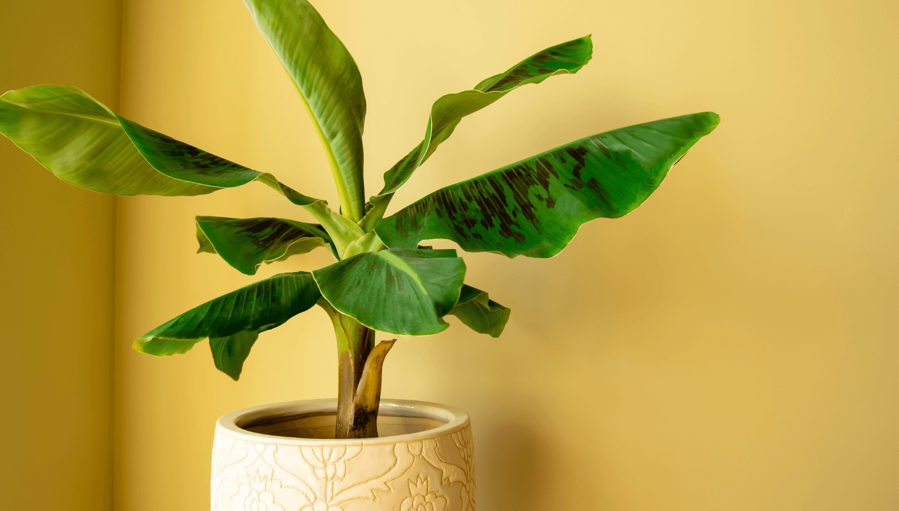 Banana Plant Care: Expert Tips for Thriving Plants