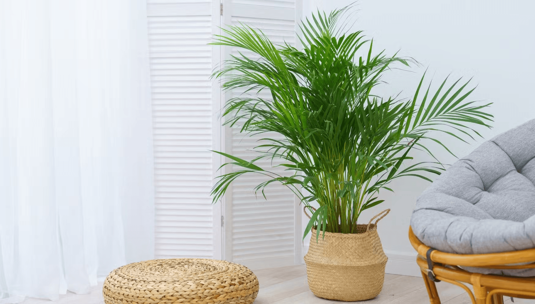 Areca palm