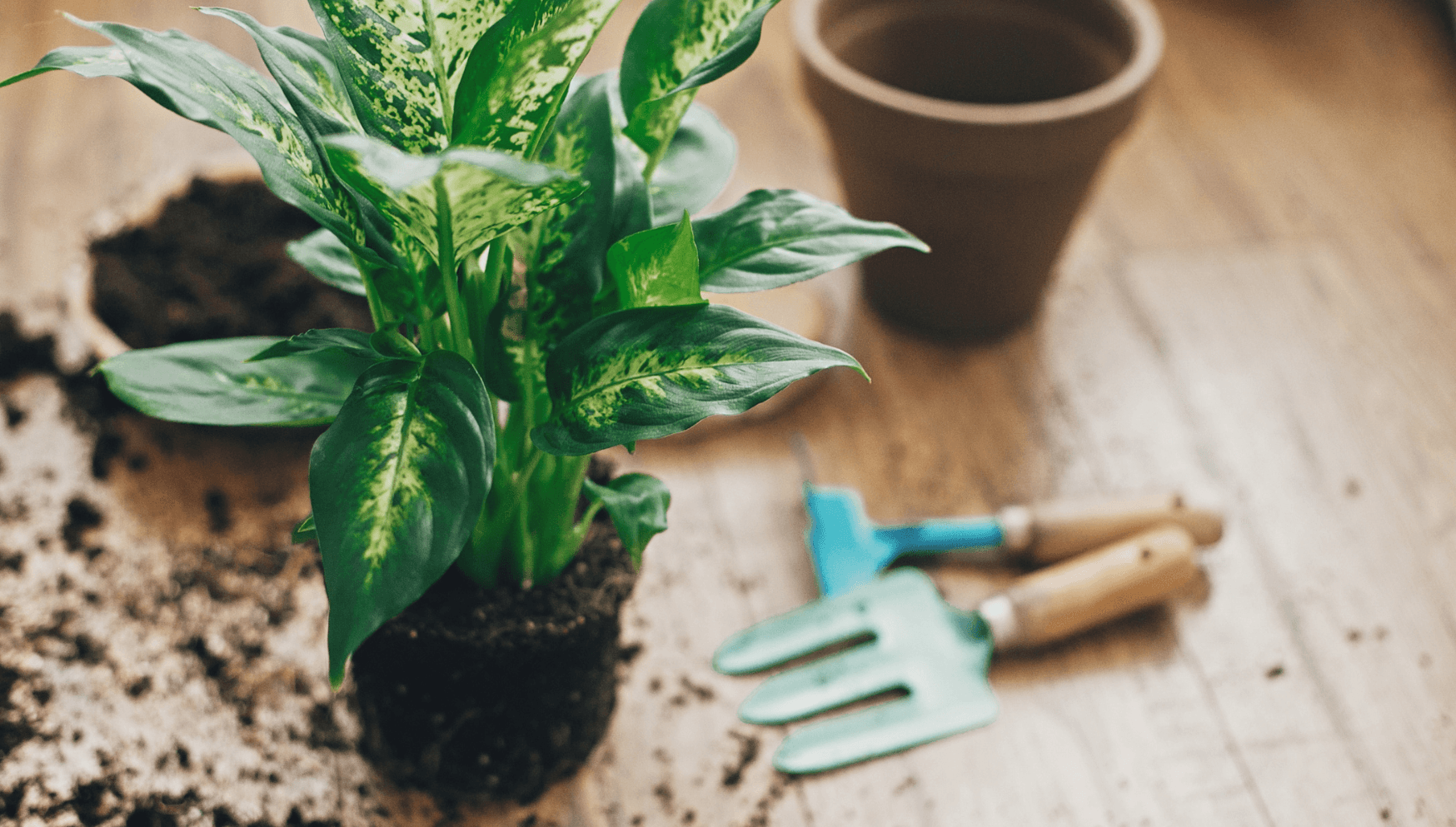 Dieffenbachia repotting