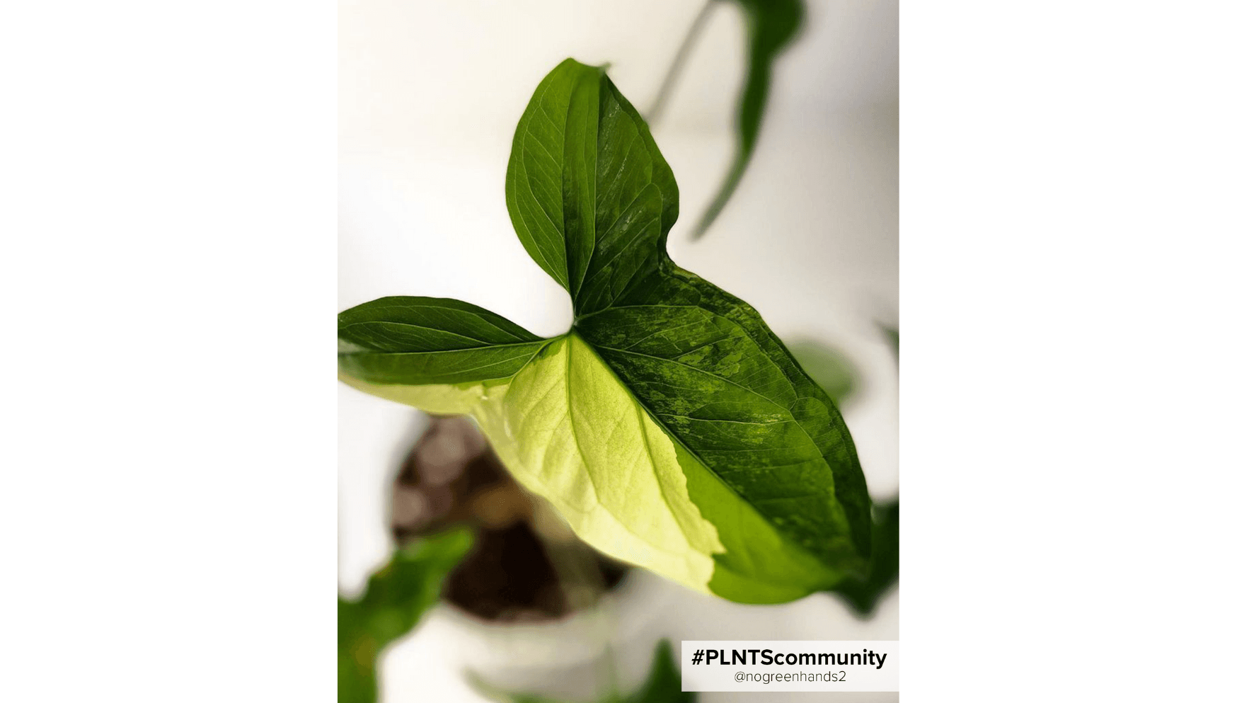 Syngonium Yellow Aurea.png