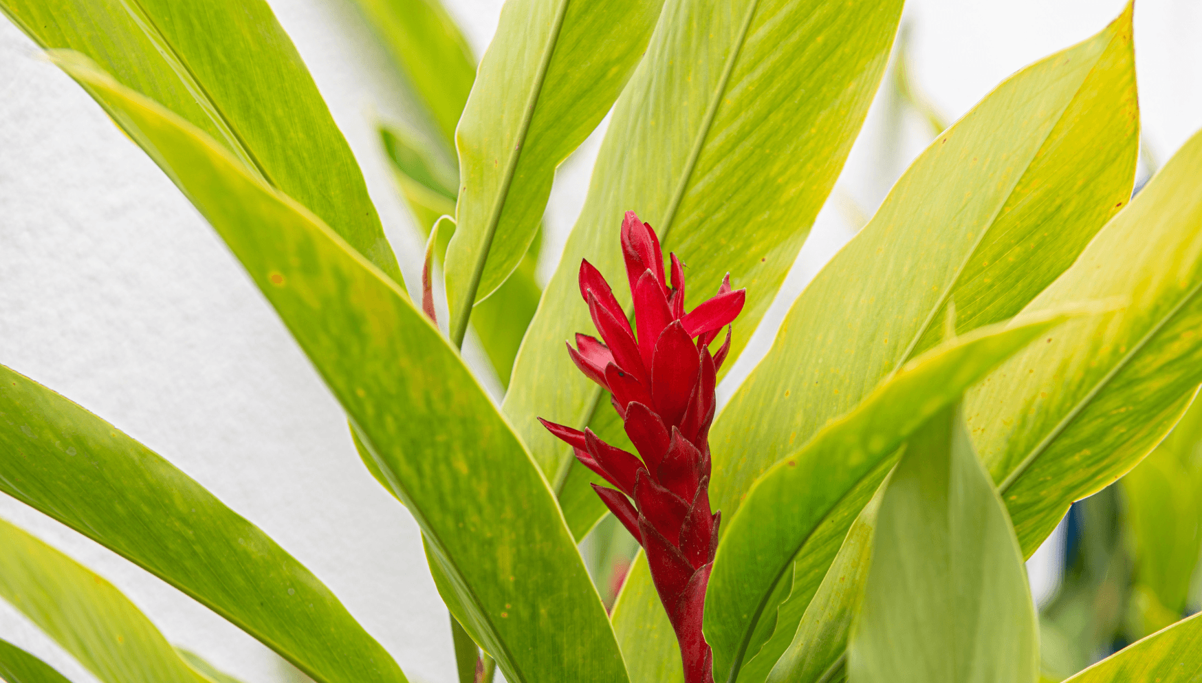 Alpinia flower[1748x993]