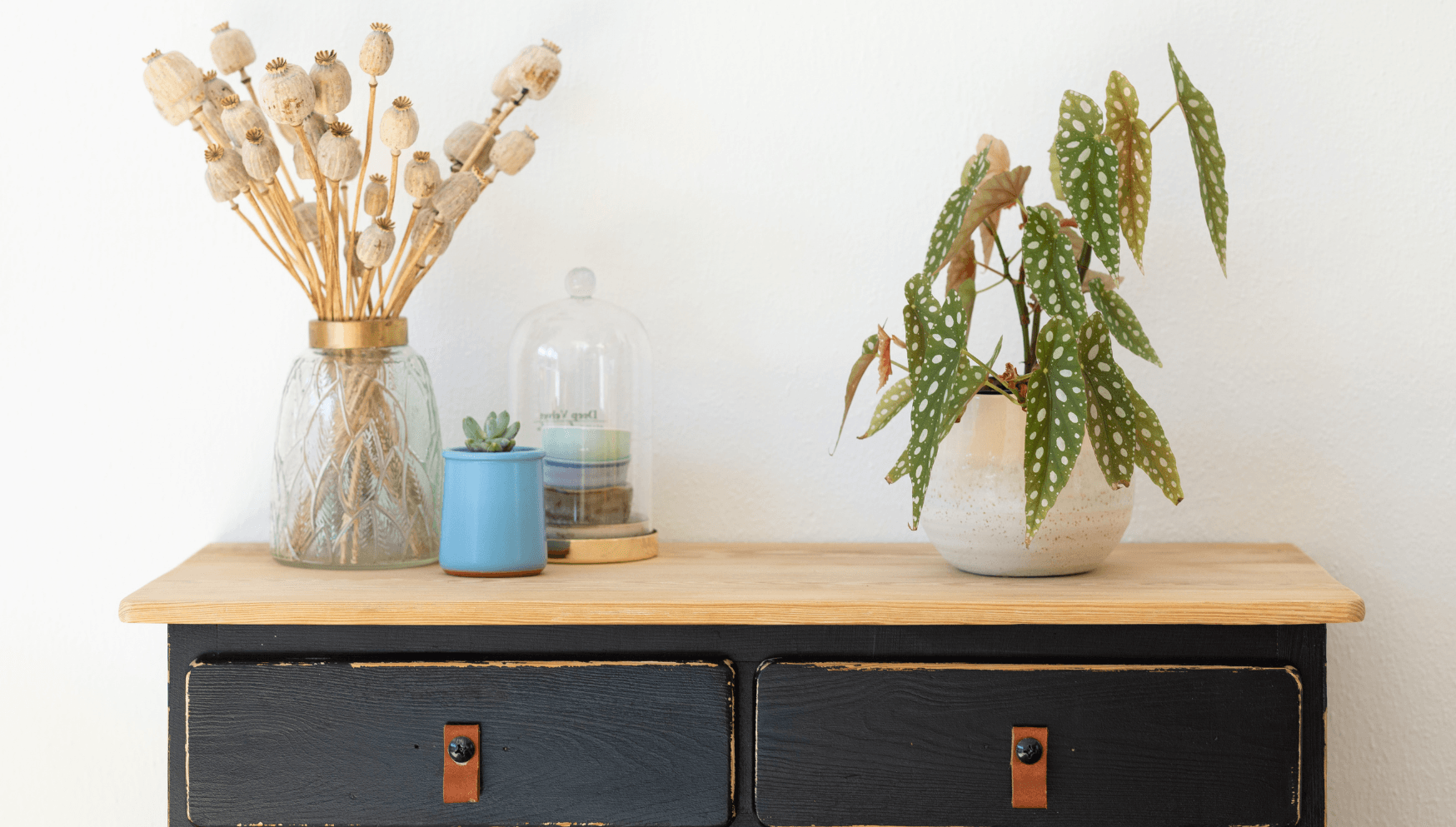 4 méthodes simples d'humidifier les plantes d'intérieur pour les faire  prospérer