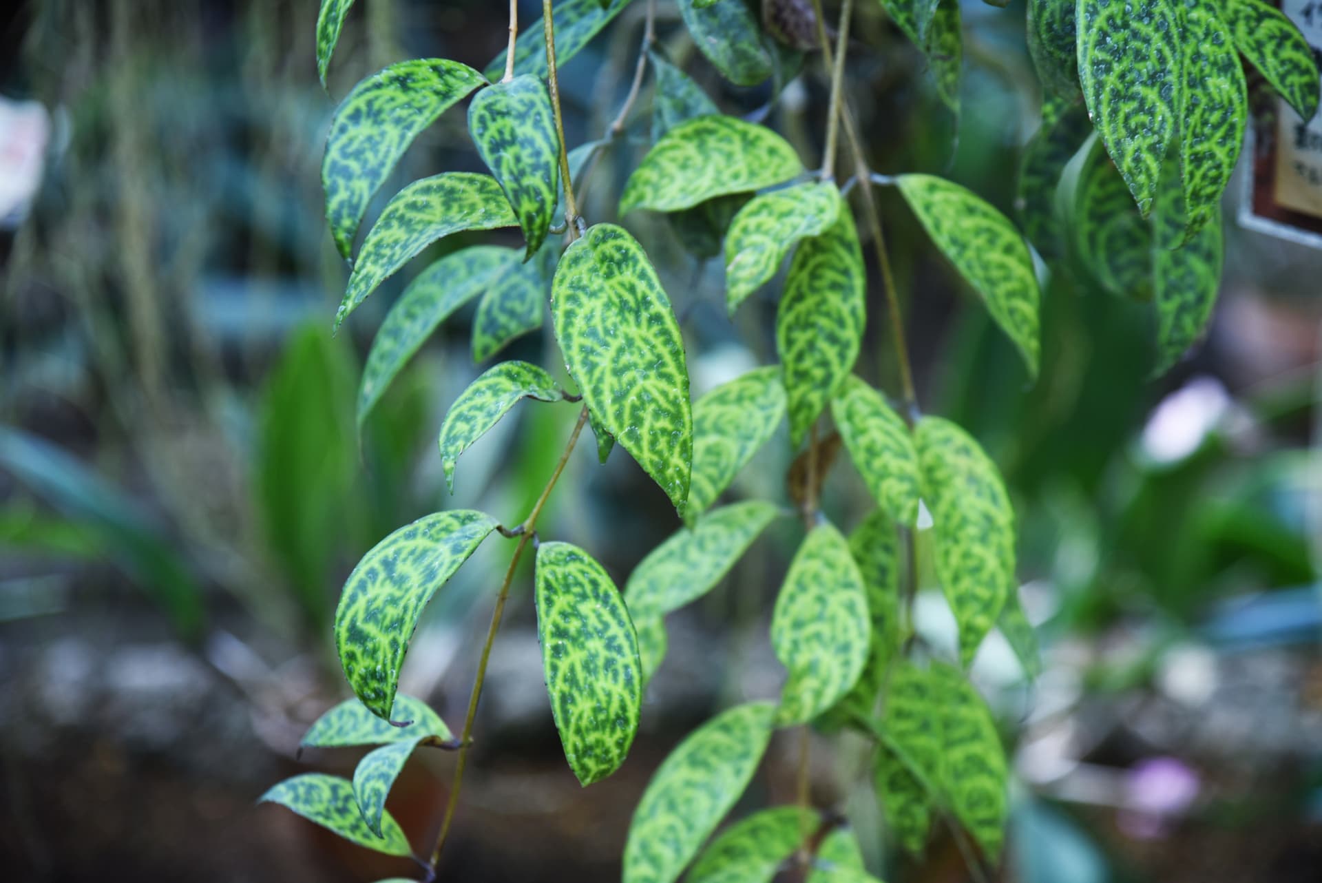 Aeschynanthus leaves 