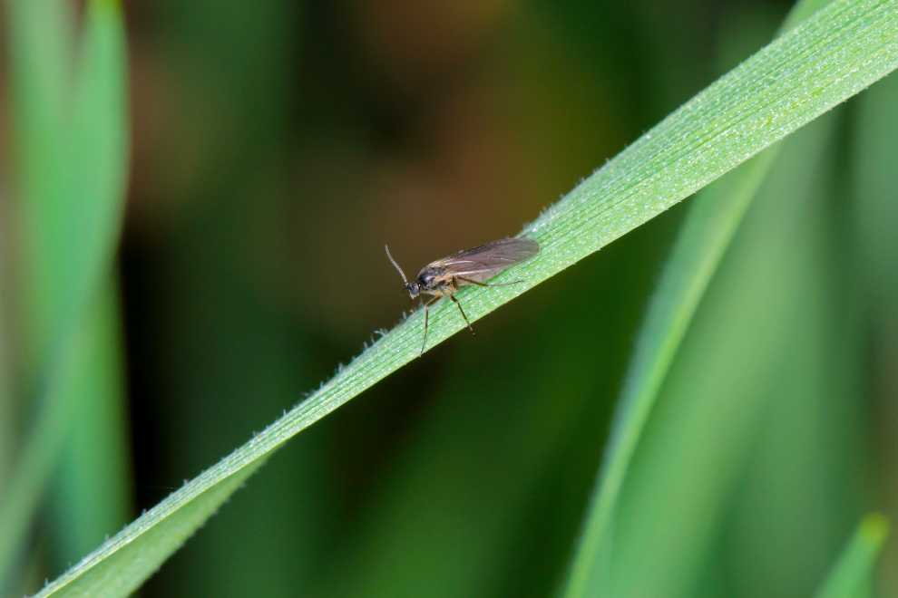 Fungus gnats