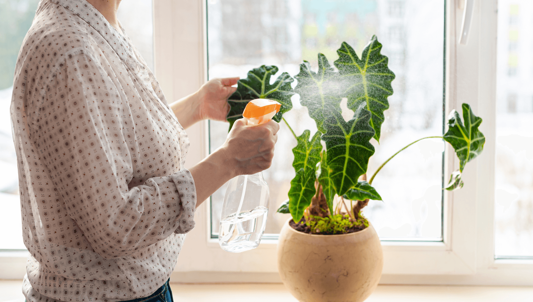 Misting Alocasia