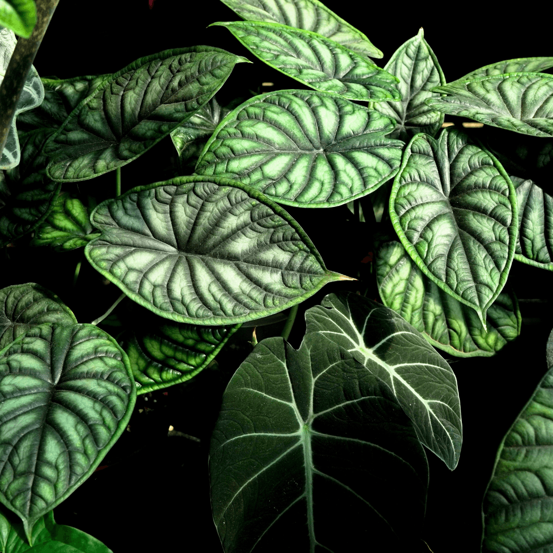 Alocasia