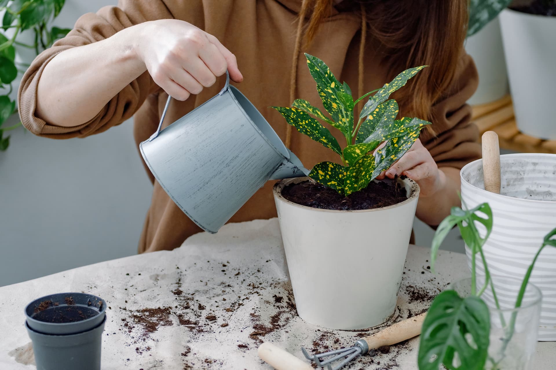 Codiaeum watering