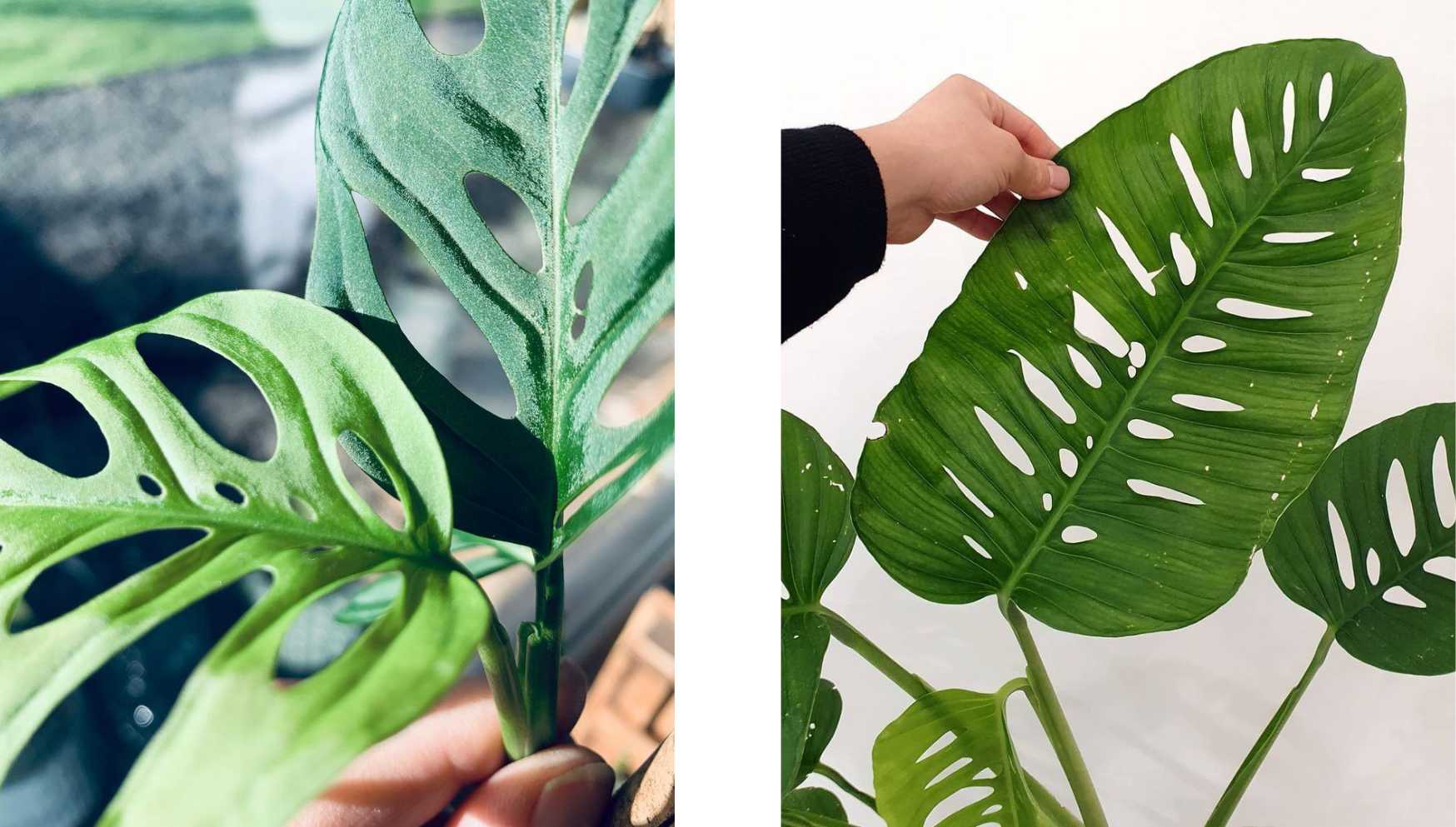 Monstera : pourquoi une telle popularité?