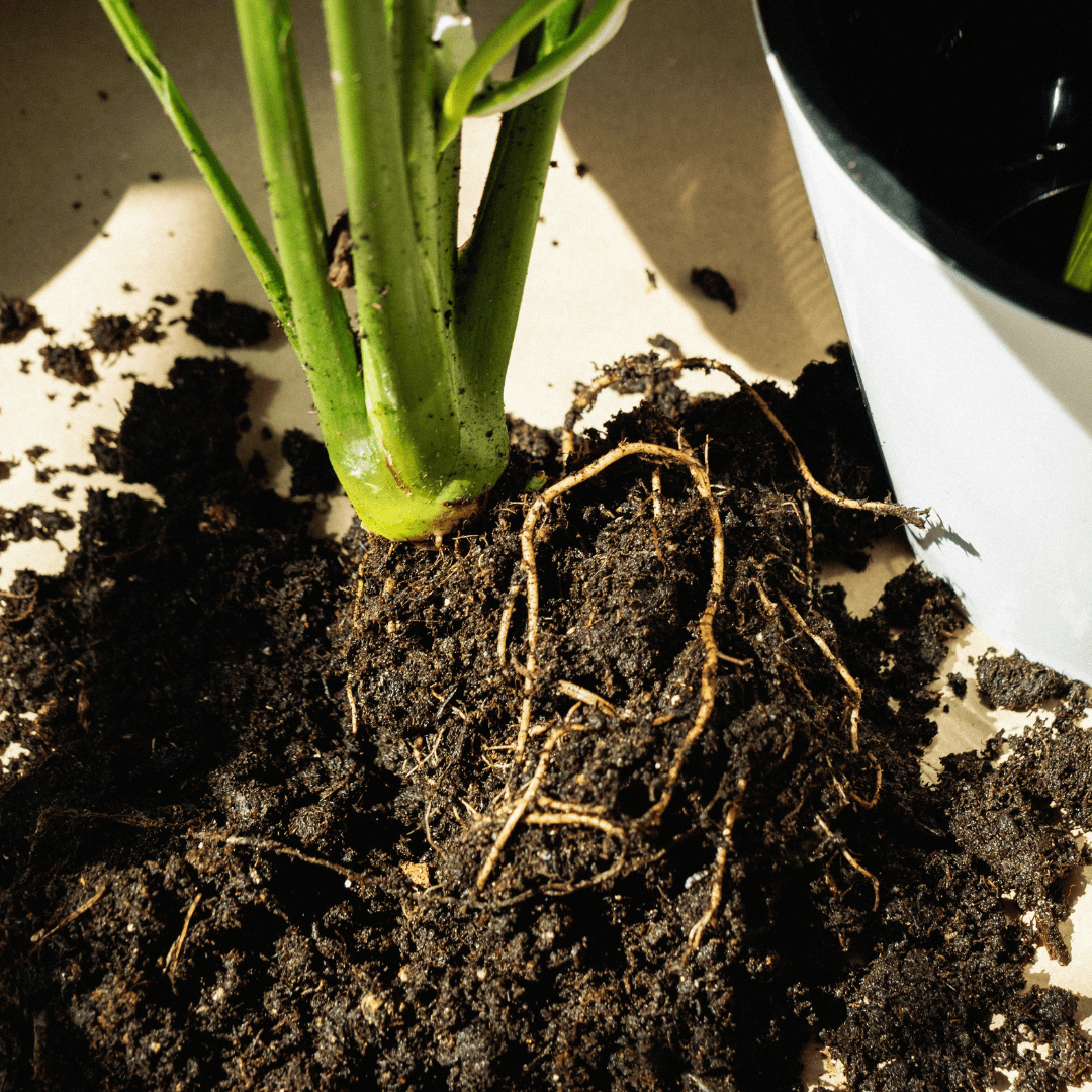 Root rot