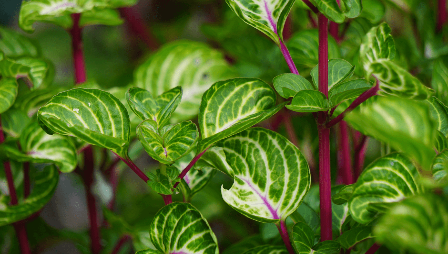 Iresine 'Blazin' Rose' (Bloodleaf)