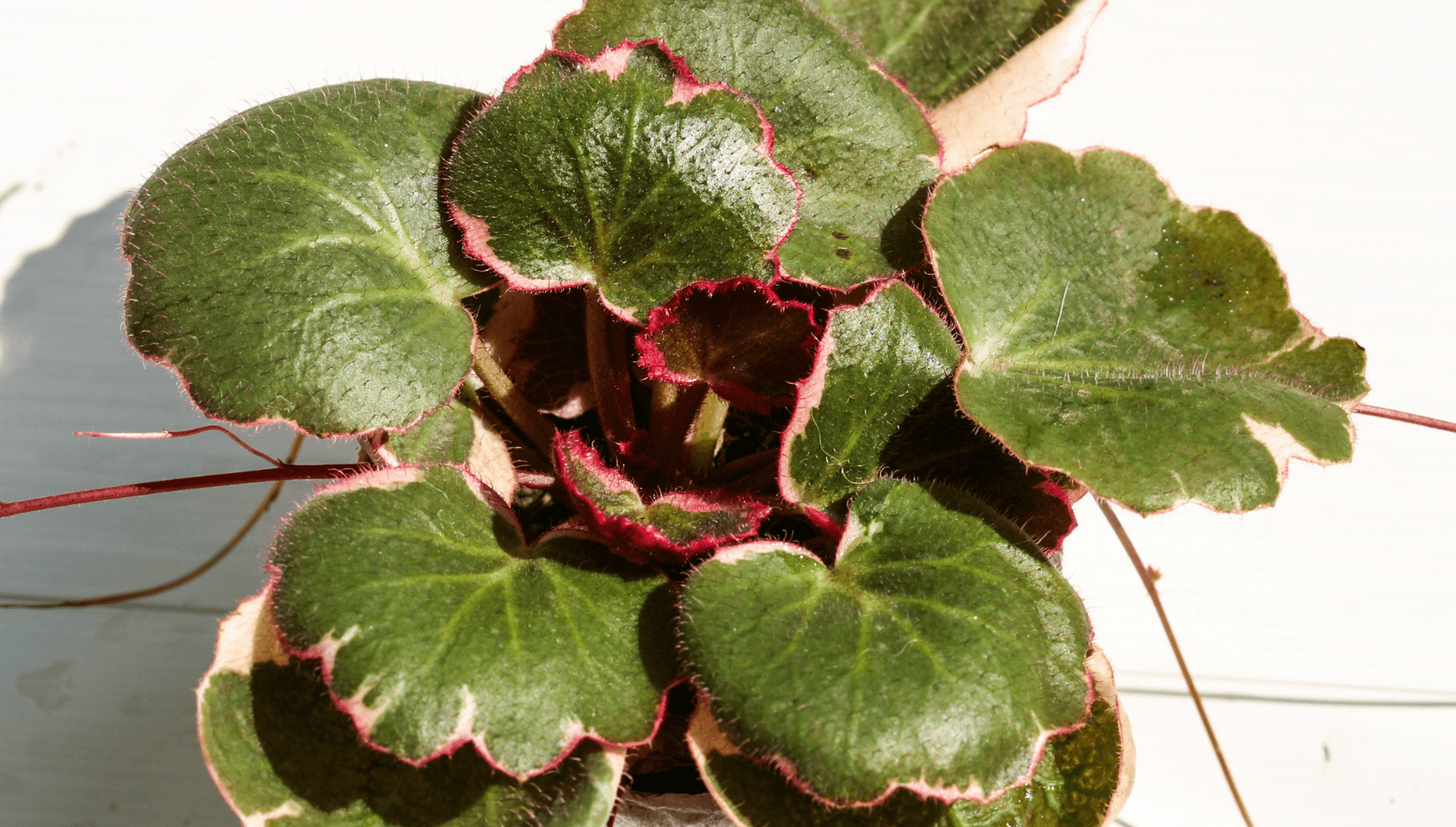 Saxifraga tricolor