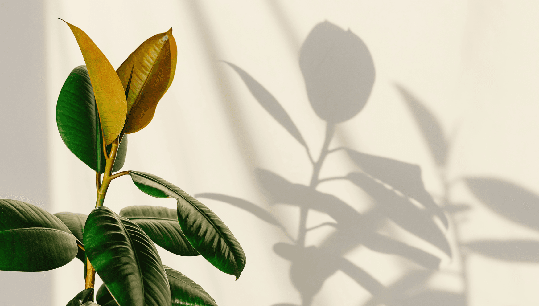 Comment prendre soin du caoutchouc ou ficus elastica?