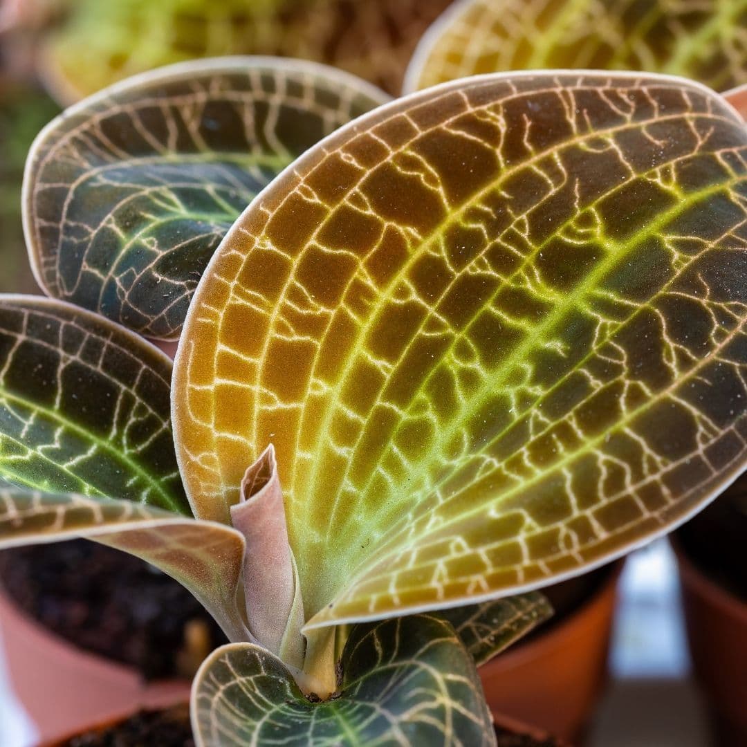 Jewel Orchid