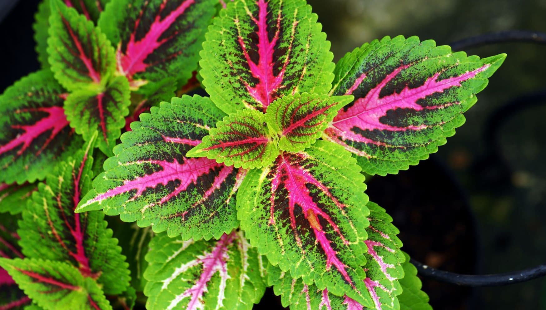 Coleus leaves