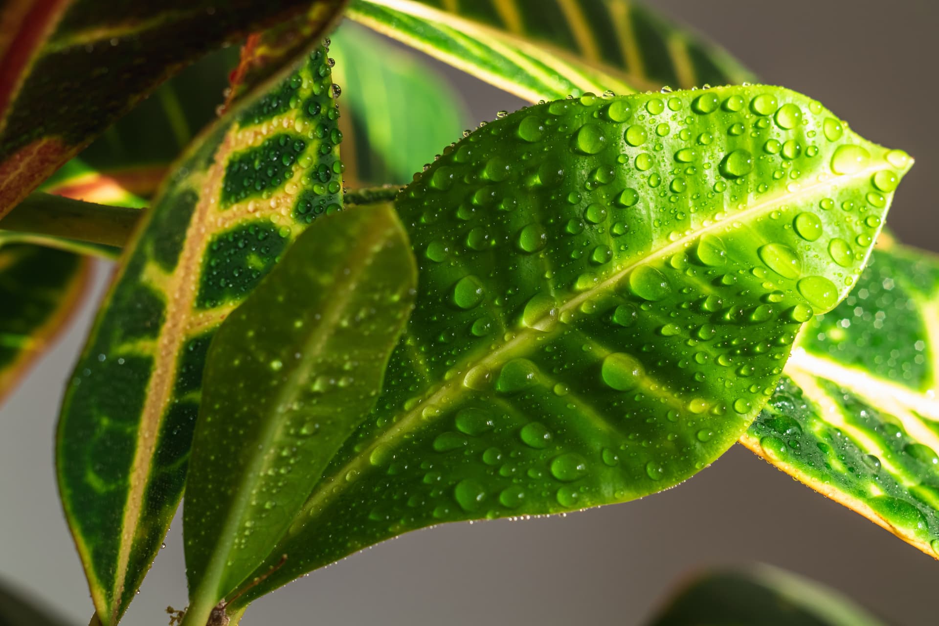 Codiaeum leaves