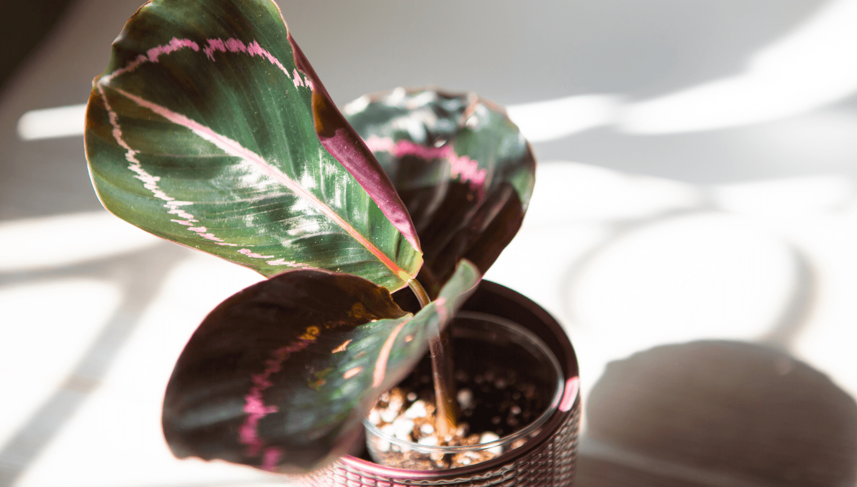 Calathea : arrosage, conseils de culture