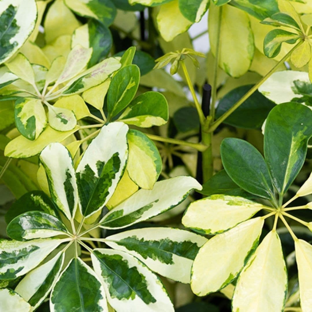 Schefflera